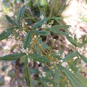 Zieria smithii at Lake Conjola, NSW - 4 Sep 2024 09:59 AM