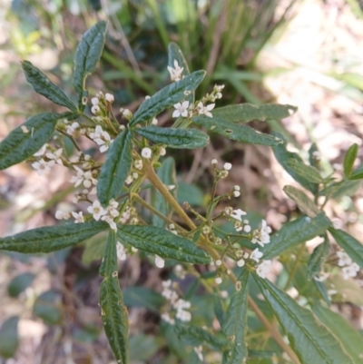 Zieria smithii (Sandfly Zieria) at Lake Conjola, NSW - 4 Sep 2024 by plants