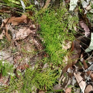 Gleichenia dicarpa at Lake Conjola, NSW - 4 Sep 2024