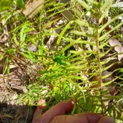 Gleichenia dicarpa at Lake Conjola, NSW - suppressed