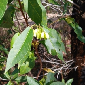 Dodonaea triquetra at Lake Conjola, NSW - 4 Sep 2024