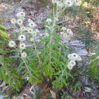 Coronidium elatum subsp. elatum (Tall Everlasting) at Narrawallee, NSW - 4 Sep 2024 by plants