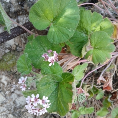 Pelargonium australe (Austral Stork's-bill) at Lake Conjola, NSW - 4 Sep 2024 by plants