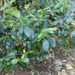 Elaeodendron australe var. australe (Red Olive Plum) at Lake Conjola, NSW - 4 Sep 2024 by plants