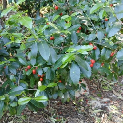 Elaeodendron australe var. australe (Red Olive Plum) at Lake Conjola, NSW - 4 Sep 2024 by plants