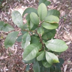 Guioa semiglauca (Wild Quince) at Lake Conjola, NSW - 4 Sep 2024 by plants