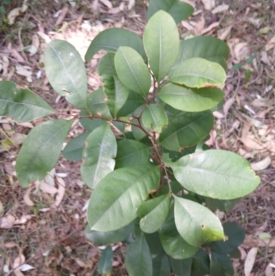 Guioa semiglauca (Wild Quince) at Lake Conjola, NSW - 4 Sep 2024 by plants