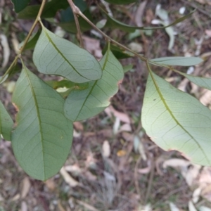 Guioa semiglauca at Lake Conjola, NSW - 4 Sep 2024 11:03 AM