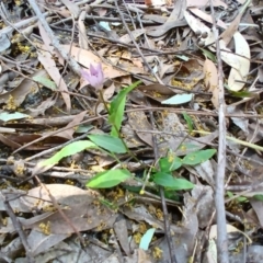 Schelhammera undulata (Lilac Lily) at Lake Conjola, NSW - 4 Sep 2024 by plants