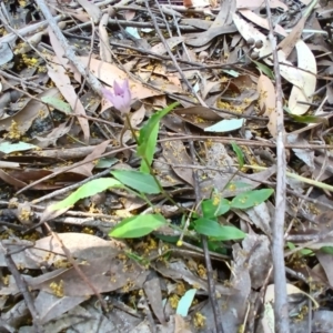 Schelhammera undulata at Lake Conjola, NSW - 4 Sep 2024