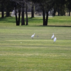 Bubulcus coromandus at Campbell, ACT - 4 Sep 2024