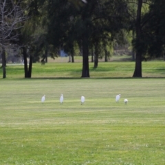 Bubulcus coromandus at Campbell, ACT - 4 Sep 2024