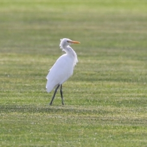 Bubulcus coromandus at Campbell, ACT - 4 Sep 2024