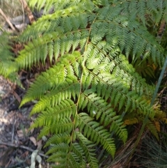 Calochlaena dubia (Rainbow Fern) at Narrawallee, NSW - 4 Sep 2024 by plants