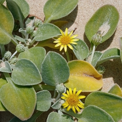 Arctotheca populifolia (Beach Daisy) at Lake Conjola, NSW - 4 Sep 2024 by plants