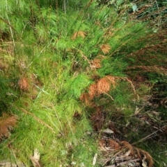 Baloskion tetraphyllum subsp. meiostachyum (Plume Rush, Australian Reed) at Lake Conjola, NSW - 4 Sep 2024 by plants