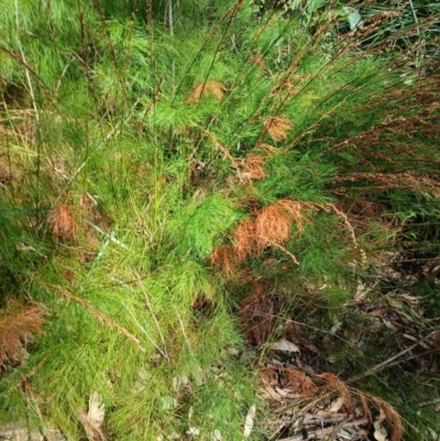 Baloskion tetraphyllum subsp. meiostachyum (Plume Rush, Australian Reed) at Lake Conjola, NSW - 4 Sep 2024 by plants