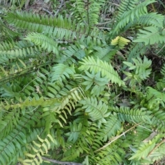 Pellaea falcata (Sickle Fern) at Lake Conjola, NSW - 3 Sep 2024 by plants