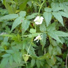 Rubus rosifolius (Rose-leaf Bramble) at Lake Conjola, NSW - 4 Sep 2024 by plants