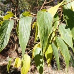 Trema tomentosa var. aspera (Native Peach) at Lake Conjola, NSW - 4 Sep 2024 by plants