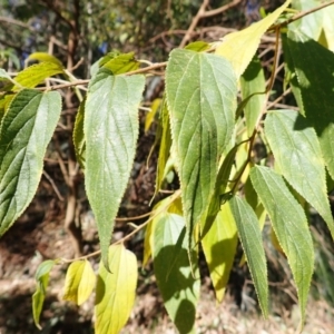 Trema tomentosa var. aspera at Lake Conjola, NSW - 4 Sep 2024