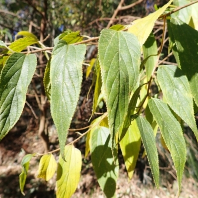 Trema tomentosa var. aspera (Native Peach) at Lake Conjola, NSW - 4 Sep 2024 by plants