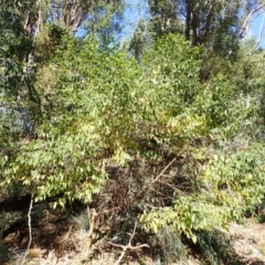 Trema tomentosa var. aspera at Lake Conjola, NSW - 4 Sep 2024 08:58 AM