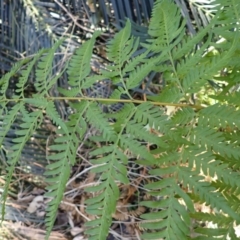 Pteris tremula (Tender Brake) at Lake Conjola, NSW - 3 Sep 2024 by plants