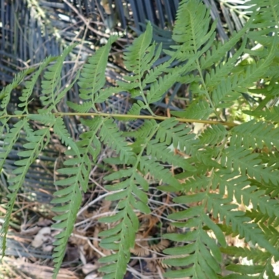 Pteris tremula (Tender Brake) at Lake Conjola, NSW - 3 Sep 2024 by plants