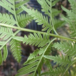 Pteris tremula at Lake Conjola, NSW - 4 Sep 2024 08:59 AM