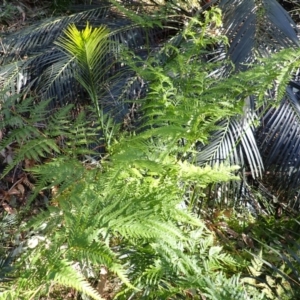 Pteris tremula at Lake Conjola, NSW - 4 Sep 2024 08:59 AM