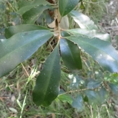 Myrsine howittiana (Brush Muttonwood) at Lake Conjola, NSW - 4 Sep 2024 by plants