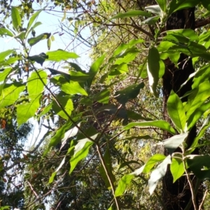 Solanum mauritianum at Lake Conjola, NSW - 4 Sep 2024