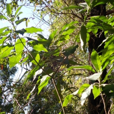 Solanum mauritianum (Wild Tobacco Tree) at Lake Conjola, NSW - 4 Sep 2024 by plants