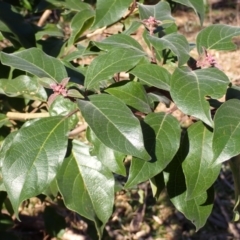 Clerodendrum tomentosum (Hairy Clerodendrum) at Lake Conjola, NSW - 3 Sep 2024 by plants