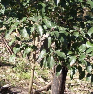 Clerodendrum tomentosum at Lake Conjola, NSW - 4 Sep 2024 09:21 AM