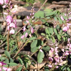 Indigofera australis subsp. australis at Lake Conjola, NSW - 4 Sep 2024 09:21 AM