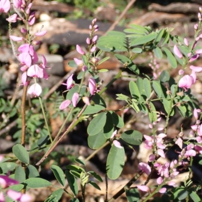 Indigofera australis subsp. australis (Australian Indigo) at Lake Conjola, NSW - 4 Sep 2024 by plants