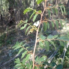 Breynia oblongifolia (Coffee Bush) at Lake Conjola, NSW - 4 Sep 2024 by plants