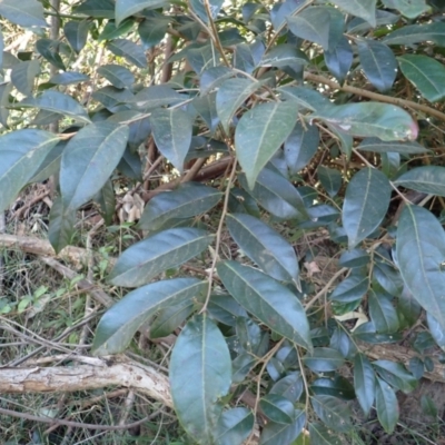 Glochidion ferdinandi var. ferdinandi (Cheese Tree) at Lake Conjola, NSW - 3 Sep 2024 by plants