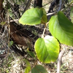 Cissus antarctica (Water Vine, Kangaroo Vine) at Lake Conjola, NSW - 4 Sep 2024 by plants