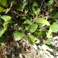 Cissus antarctica at Lake Conjola, NSW - 4 Sep 2024