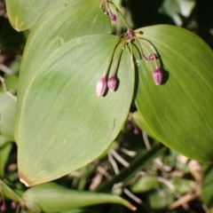 Eustrephus latifolius (Wombat Berry) at Lake Conjola, NSW - 3 Sep 2024 by plants