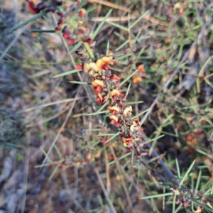 Daviesia genistifolia at Hackett, ACT - 23 Aug 2024