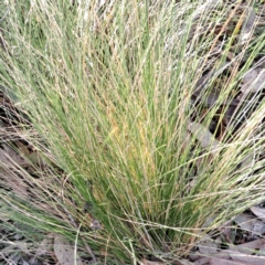 Nassella trichotoma (Serrated Tussock) at Hackett, ACT - 23 Aug 2024 by abread111