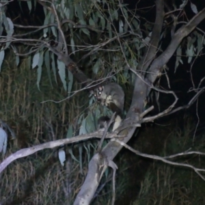 Petaurus notatus at Hackett, ACT - 4 Sep 2024 06:34 PM