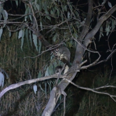 Petaurus notatus (Krefft’s Glider, formerly Sugar Glider) at Hackett, ACT - 4 Sep 2024 by WalterEgo