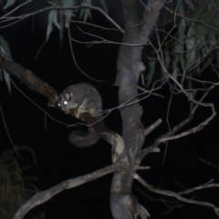 Petaurus notatus at Hackett, ACT - 4 Sep 2024 06:34 PM