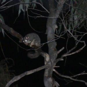 Petaurus notatus at Hackett, ACT - 4 Sep 2024 06:34 PM