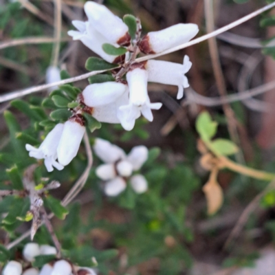 Cryptandra amara (Bitter Cryptandra) at Hackett, ACT - 23 Aug 2024 by abread111